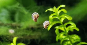 Ốc Hại trong Hồ Thủy Sinh: Tìm hiểu và Cách Phòng Ngừa hiệu quả