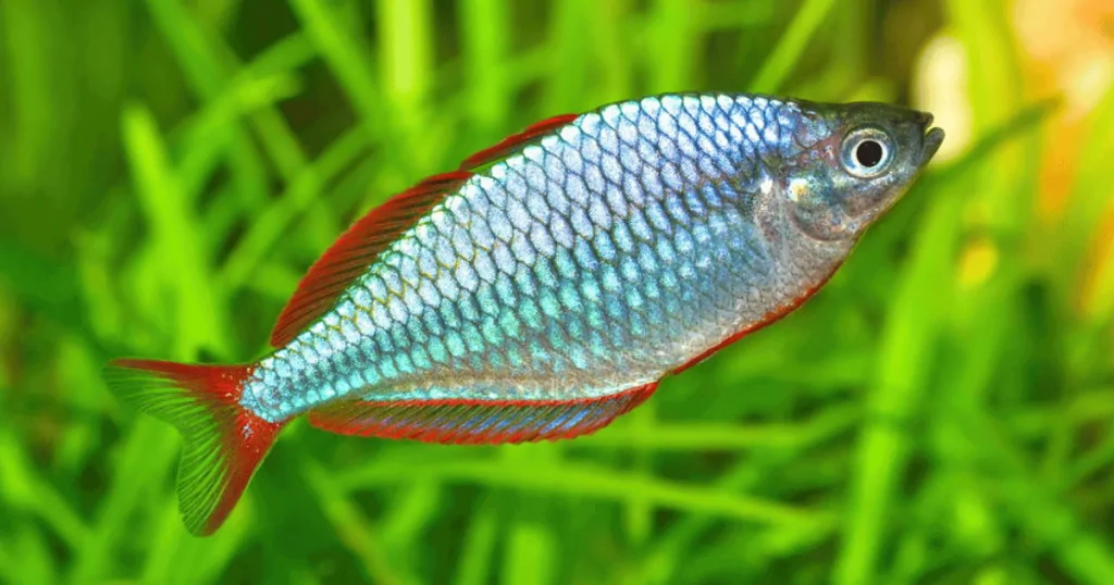 Cá Cầu Vồng Xanh Việt (Melanotaenia Praecox) – Sắc Màu Tự Nhiên Trong Hồ Cá Cảnh