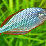 Cá Cầu Vồng Xanh Việt (Melanotaenia Praecox) – Sắc Màu Tự Nhiên Trong Hồ Cá Cảnh