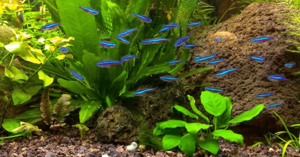 Các Dòng Cá Neon Phổ Biến: Tìm hiểu về những ngôi sao sáng trong thế giới cá cảnh