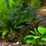 Các Dòng Cá Neon Phổ Biến: Tìm hiểu về những ngôi sao sáng trong thế giới cá cảnh