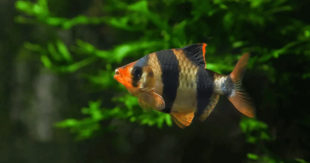 Cá Xecan (Tiger Barb) – Vẻ Đẹp Dữ Dội Trong Hồ Cá Cảnh