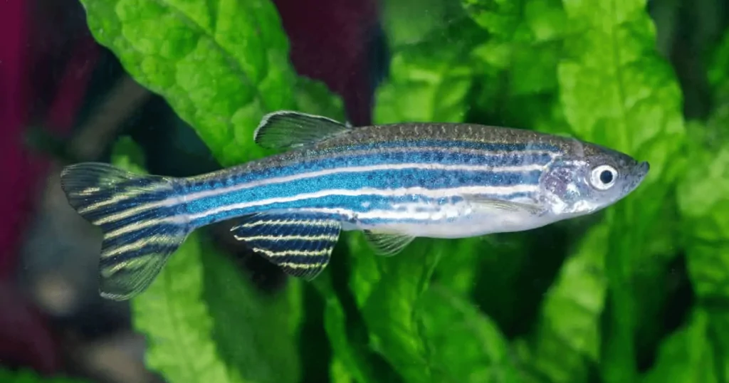 Cá bơi đàn : cá Sọc Ngựa