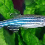 Cá bơi đàn : cá Sọc Ngựa