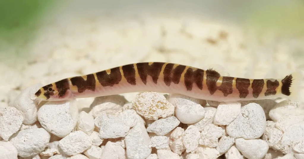 Cá Chạch Culi (Kuhli Loach) – Những Người Khám Phá Bí Ẩn Dưới Đáy Hồ Cá