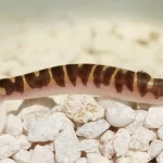 Cá Chạch Culi (Kuhli Loach) – Những Người Khám Phá Bí Ẩn Dưới Đáy Hồ Cá