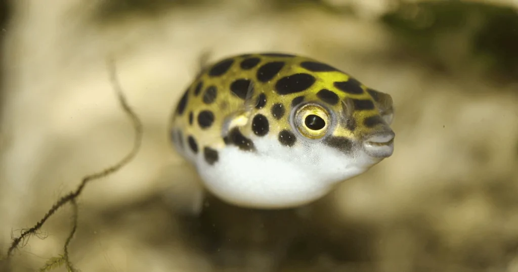 Cá Nóc Thủy Sinh