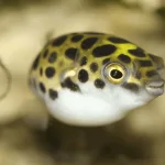 Cá Nóc Thủy Sinh