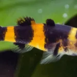 Cá Bống Mắt Tre (Bumblebee Goby) – Sự Kỳ Diệu Nhỏ Trong Hồ Cá Thủy Sinh