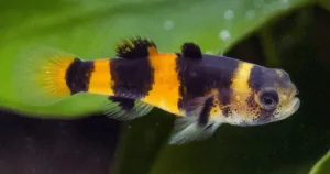Cá Bống Mắt Tre (Bumblebee Goby) – Sự Kỳ Diệu Nhỏ Trong Hồ Cá Thủy Sinh