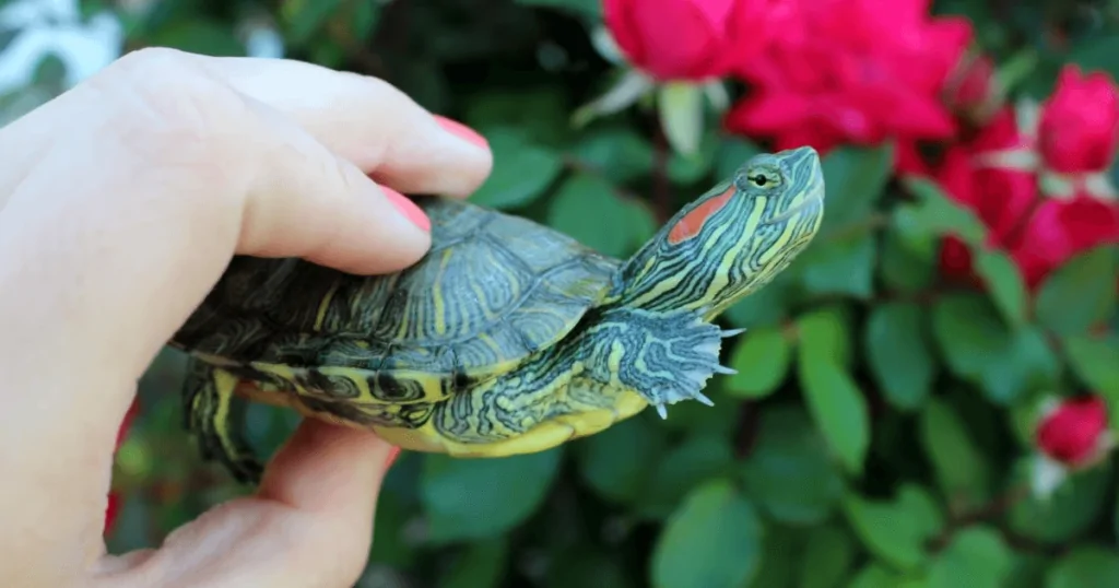 Rùa Tai Đỏ trong Hồ Cá Cảnh