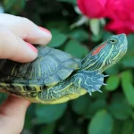 Rùa Tai Đỏ trong Hồ Cá Cảnh