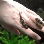 Cá Bác Sĩ Panda Garra (Garra Flavatra) – Thiên Thần Sạch Sẽ Trong Hồ Cá Thủy Sinh