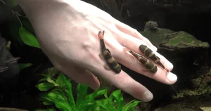 Cá Bác Sĩ Panda Garra (Garra Flavatra) – Thiên Thần Sạch Sẽ Trong Hồ Cá Thủy Sinh