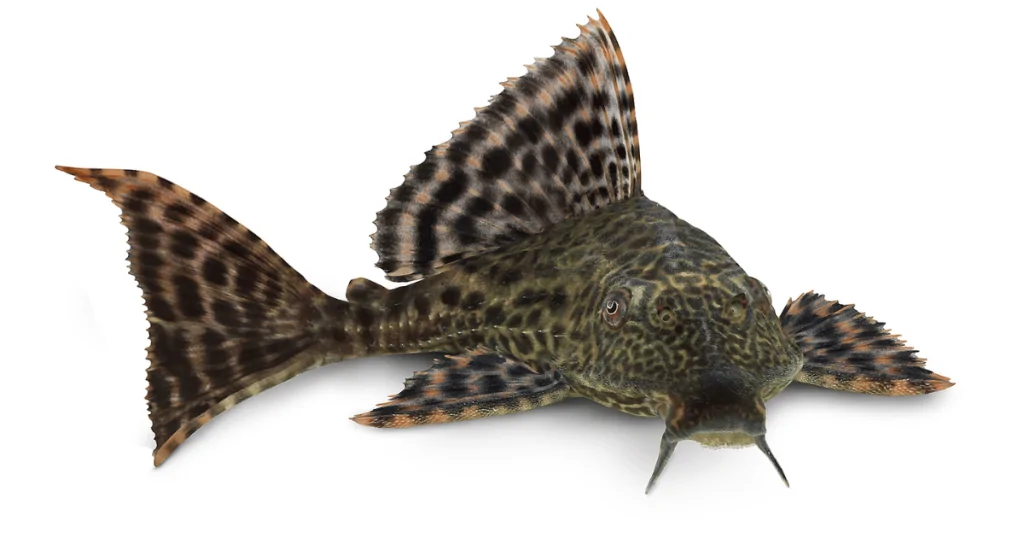 Cá Tỳ Bà Beo (Glyptoperichthys Gibbiceps)