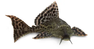 Cá Tỳ Bà Beo (Glyptoperichthys Gibbiceps)