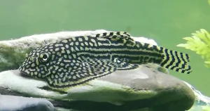 Cá Tỳ Bà Bướm (Sewellia Lineolata)