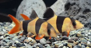 Cá tầng đáy : Cá chuột Mỹ