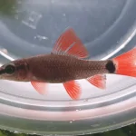 Cá dọn bể : cá chuột Thái