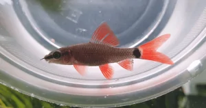 Cá dọn bể : cá chuột Thái