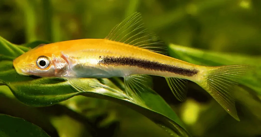 Cá dọn bể : cá Nô Lệ