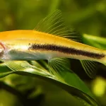 Cá dọn bể : cá Nô Lệ