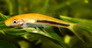 Cá dọn bể : cá Nô Lệ