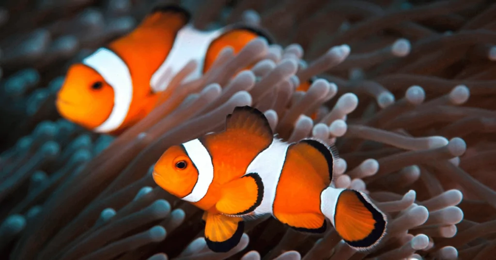 Cá Nemo – Loài cá đáng yêu ai cũng nên có