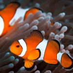 Cá Nemo – Loài cá đáng yêu ai cũng nên có