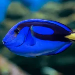 Cá Dory – Ngôi Sao Từ Đại Dương Sâu