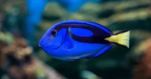 Cá Dory – Ngôi Sao Từ Đại Dương Sâu