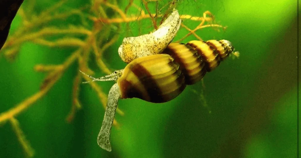 Ốc Helena – “Sát Thủ” Nhỏ Trong Bể Cá Cảnh