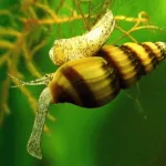 Ốc Helena – “Sát Thủ” Nhỏ Trong Bể Cá Cảnh