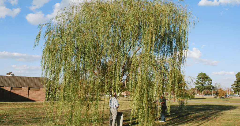 Cây Sơn Liễu: Một Biểu Tượng Về Sự Kiên Nhẫn và Sức Sống