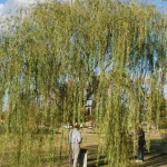 Cây Sơn Liễu: Một Biểu Tượng Về Sự Kiên Nhẫn và Sức Sống