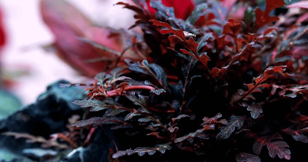 Cây liễu răng cưa