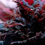 Cây liễu răng cưa