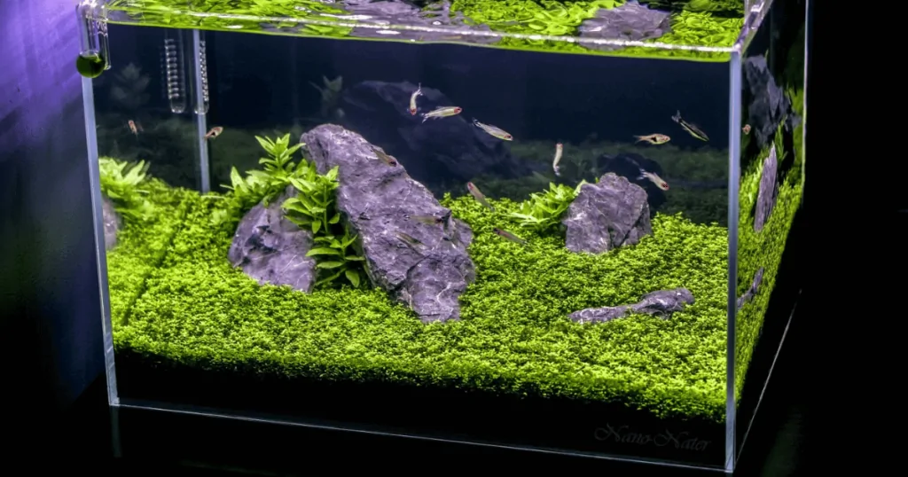 Cây trân châu Cuba