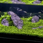 Cây trân châu Cuba