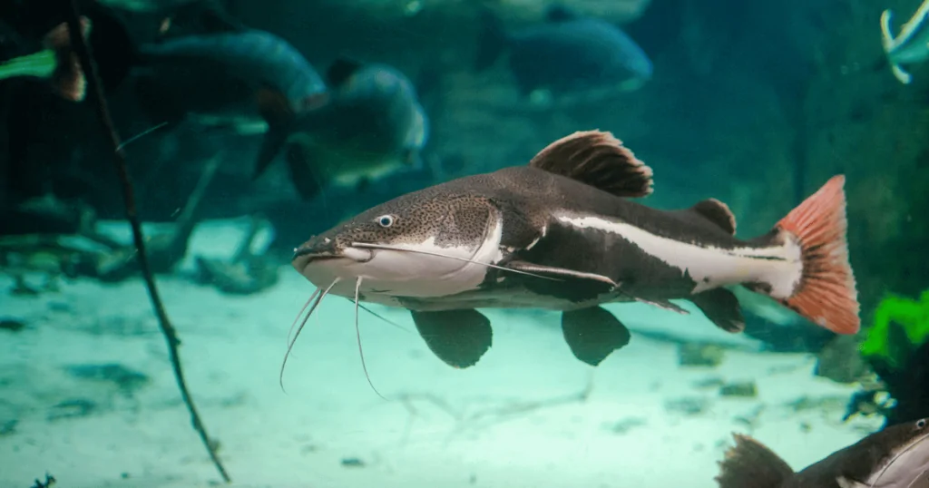 Cá Hồng Vĩ Mỏ Vịt