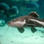 Cá Hồng Vĩ Mỏ Vịt