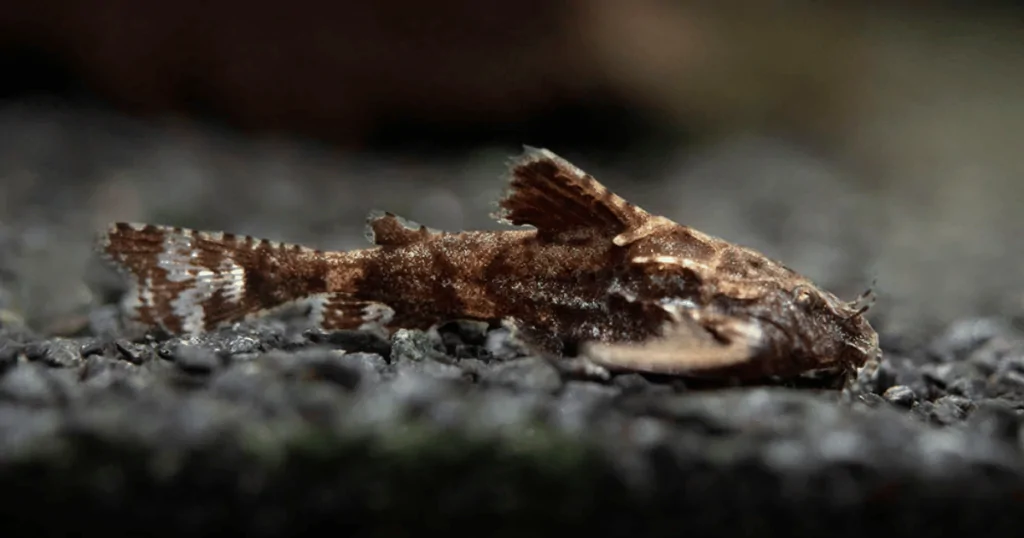 Cá tầng đáy : Cá Mèo Hara