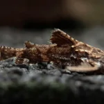 Cá tầng đáy : Cá Mèo Hara