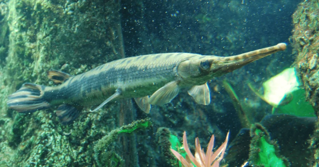 Cá Sấu Hỏa Tiễn