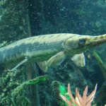 Cá Sấu Hỏa Tiễn