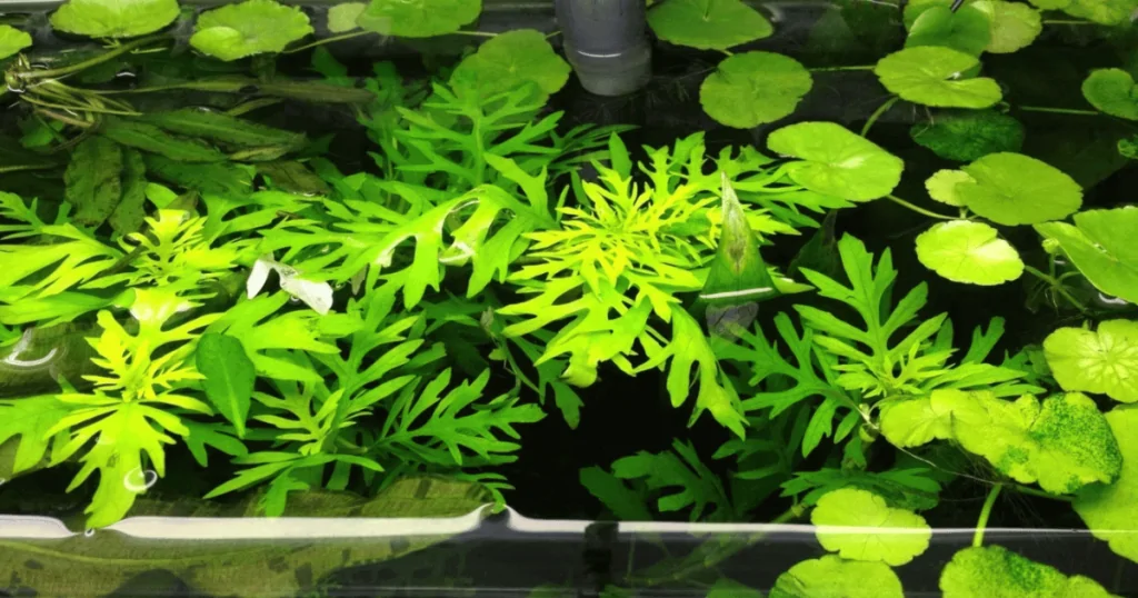 Cây cắt cắm : Thủy Cúc