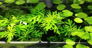 Cây cắt cắm : Thủy Cúc