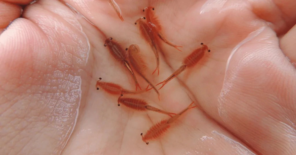 Artemia – Nguồn cung cấp dinh dưỡng tuyệt vời cho cá cảnh