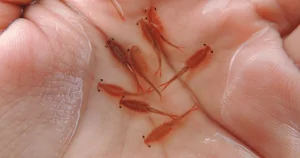 Artemia – Nguồn cung cấp dinh dưỡng tuyệt vời cho cá cảnh