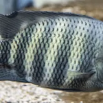 Cá Hoàng Tử Châu Phi